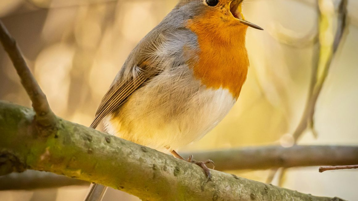 How to Attract Birds to Your Yard