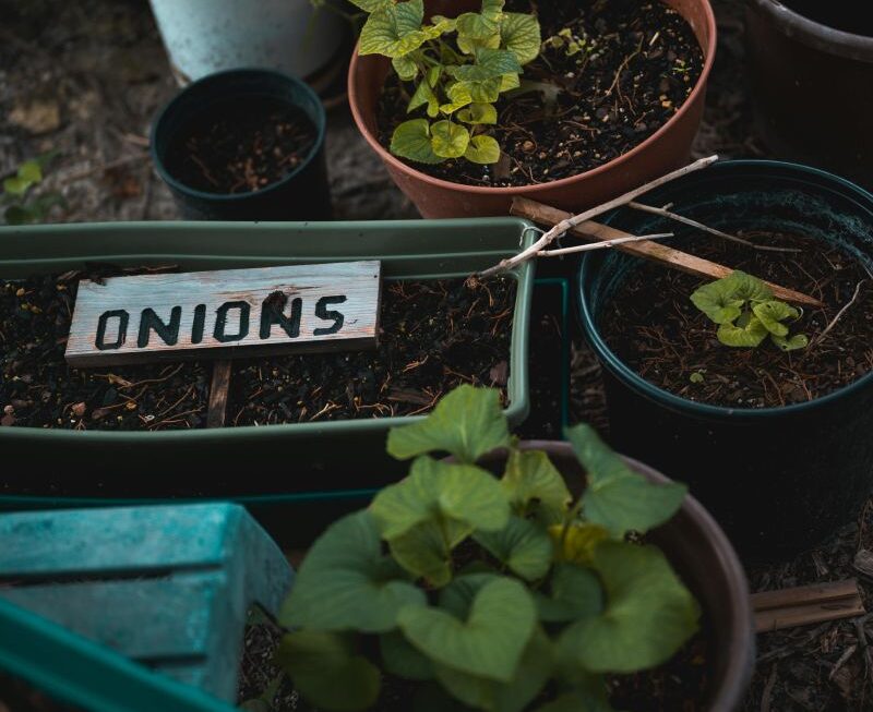 Best Vegetables to Grow in Containers